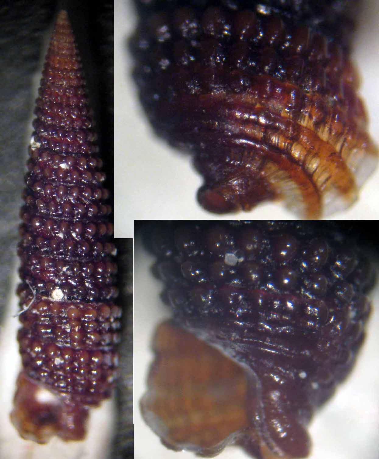 Marshallora adversa?